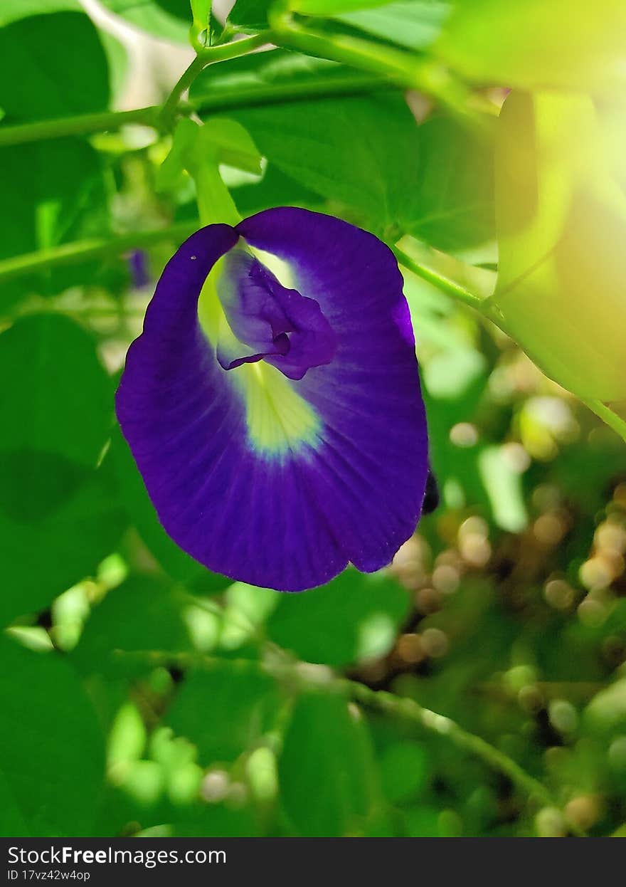 Dark blue purple tropical flower close up