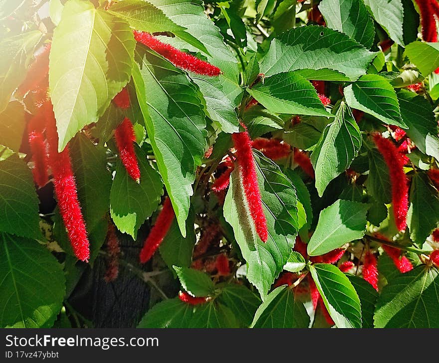 Unique red tropical flowers with green leaves