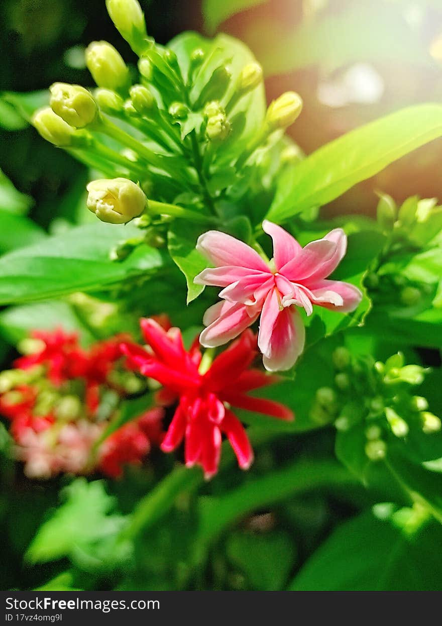 Unique tropical flower red pink