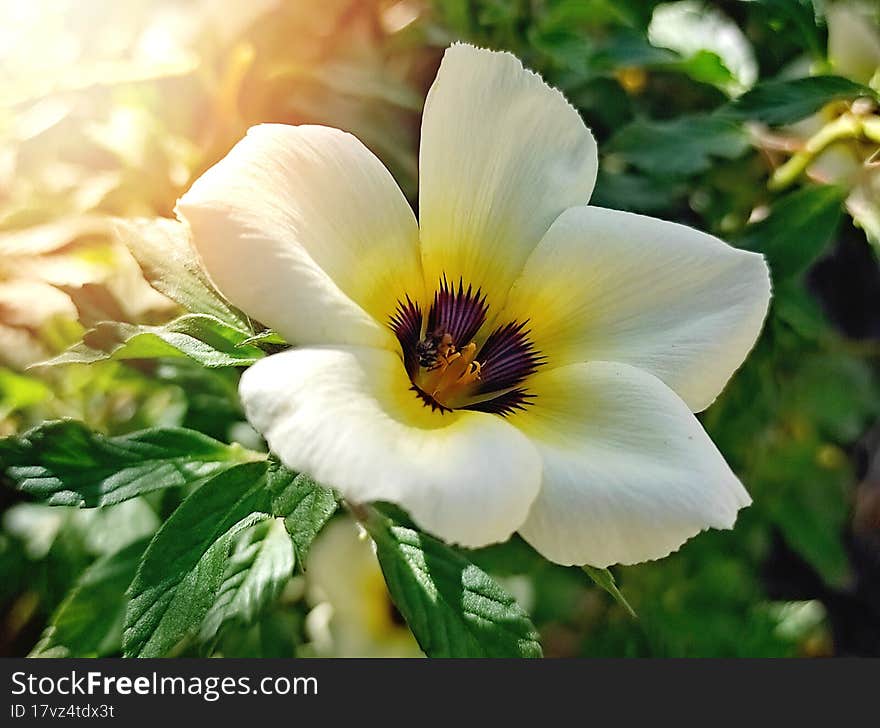 Yellowish white tropical flower close up