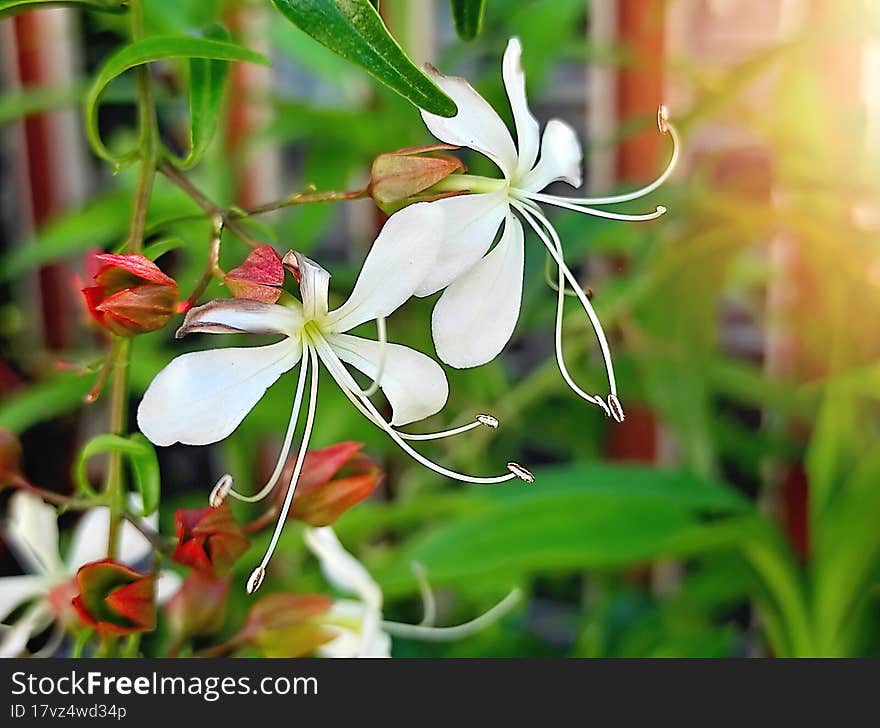 Unique tropical white wild flower