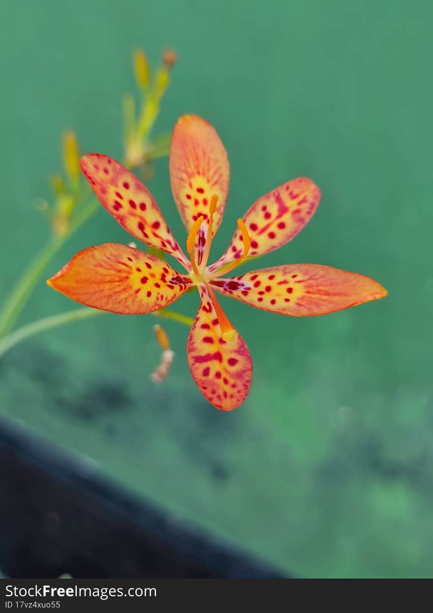 wild tropical flower close up