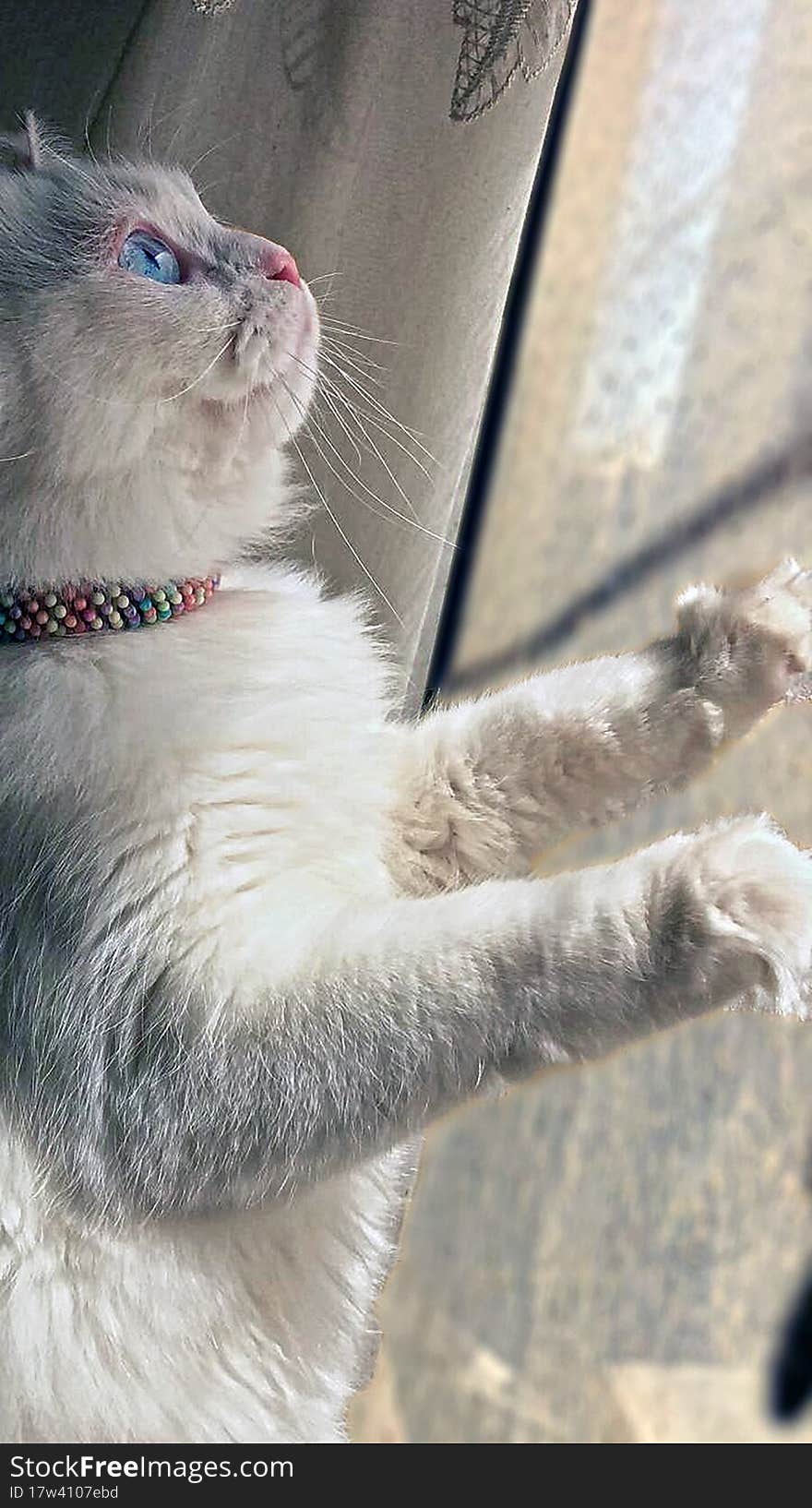 Elegant cat looking throughout thw window