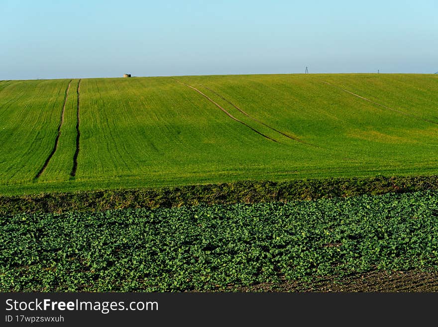 A large beautiful field for growing wheat on an industrial scale. The concept of a rich harvest and successful agribusiness. Wheat