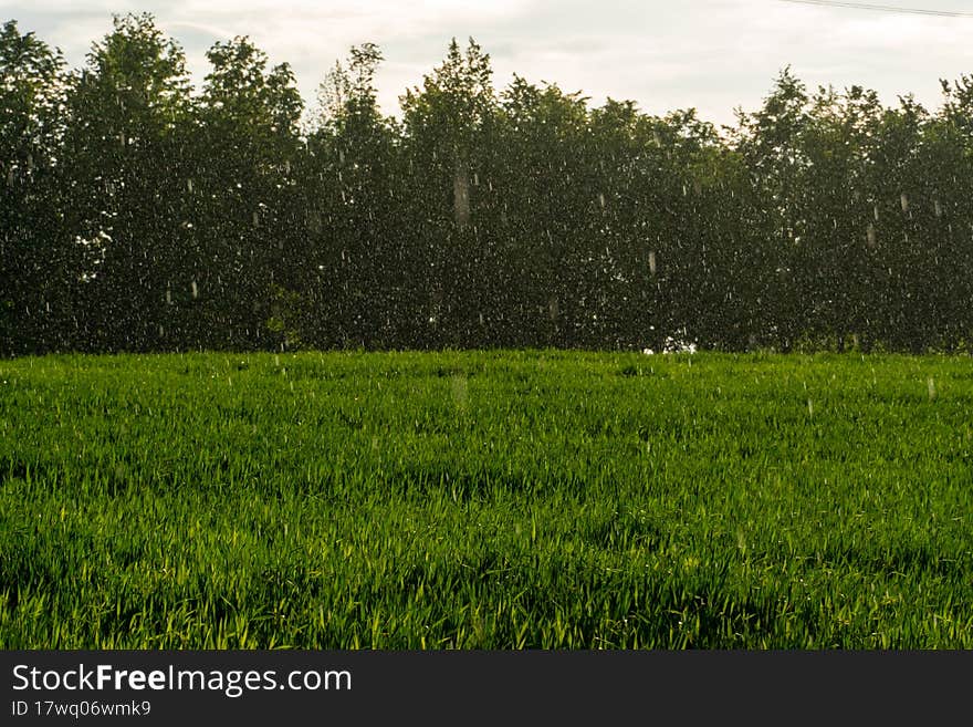 Nature of Belarus. Endless fields and forests of the Republic of Belarus. National Nature Reserve. A field for growing cereals