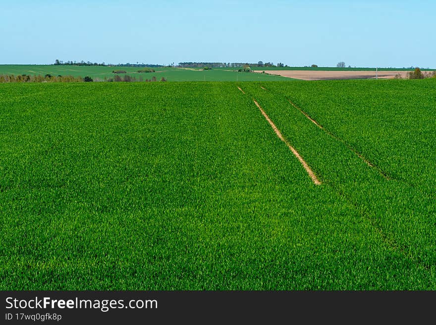 A beautiful green field with young sprouted wheat against a blue sky. Background of an agricultural field for a website on the topic of agricultural industry