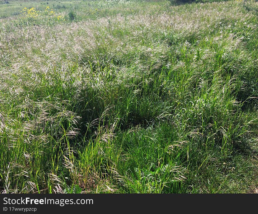 Summertime Or Green Grass Background