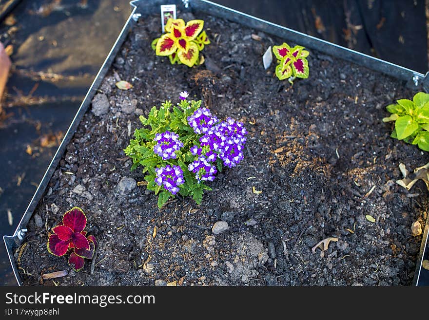 Small purple flowers blooming in the sunshine