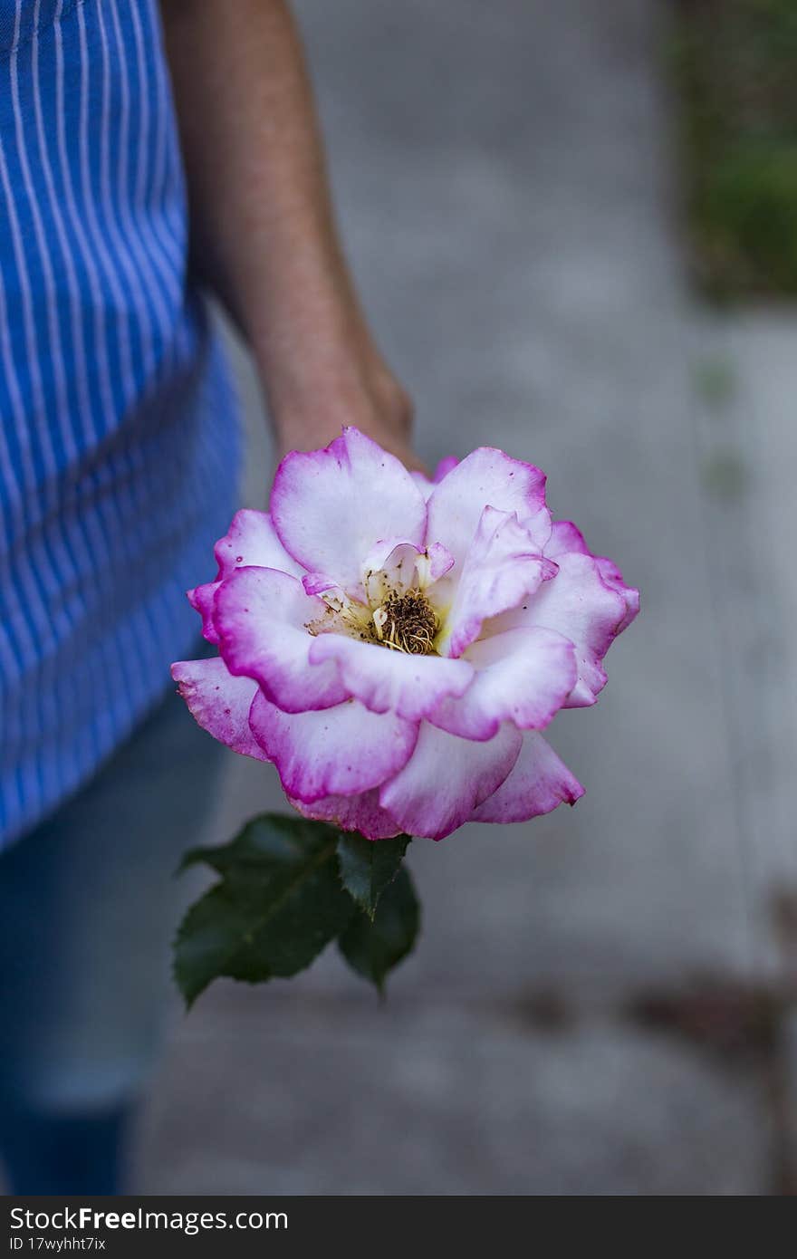 A Lady Holding A White And Pink Rose In Her Hand