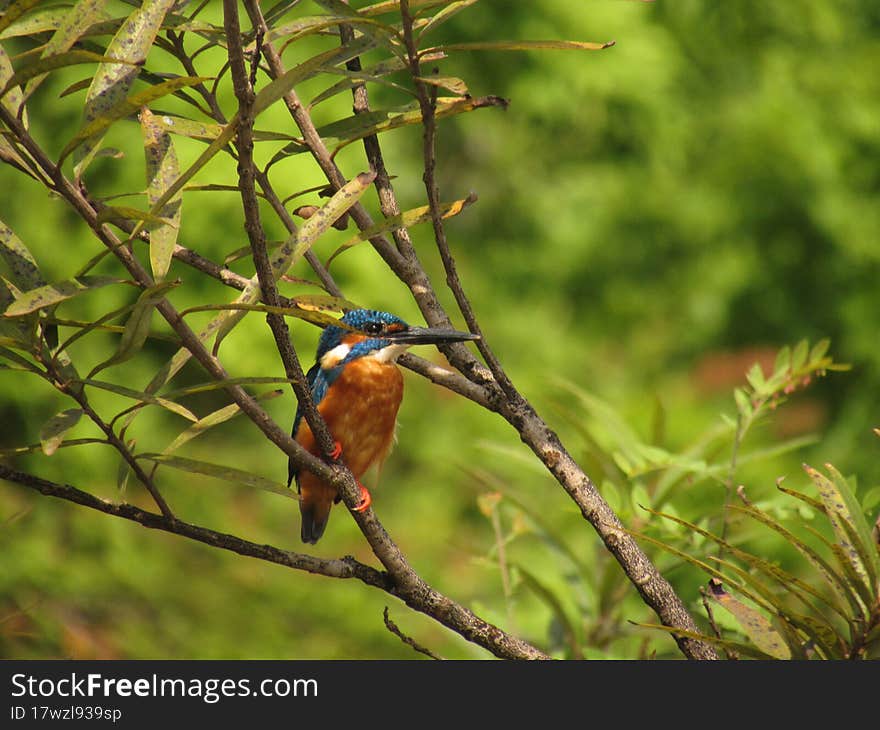 Common kingfisher perching on the branch of a tree.