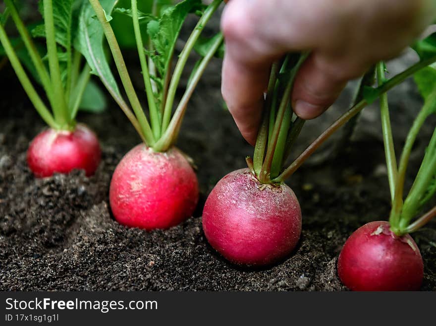 Fresh harvested radish in farmer hands.