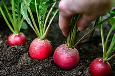 Fresh Harvested Radish In Farmer Hands. Stock Photos