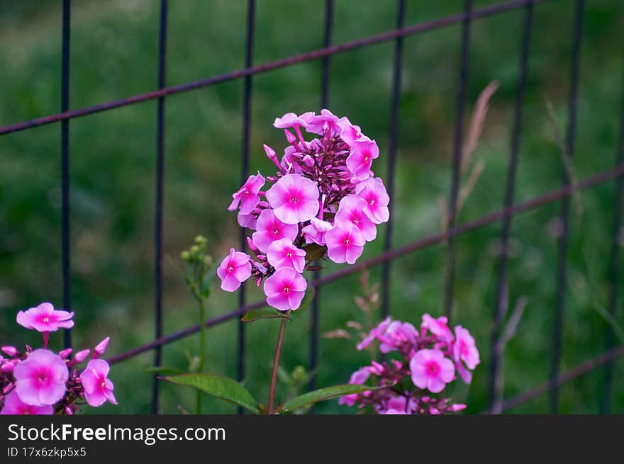 Beautiful bright flowers as a decoration of any garden or park