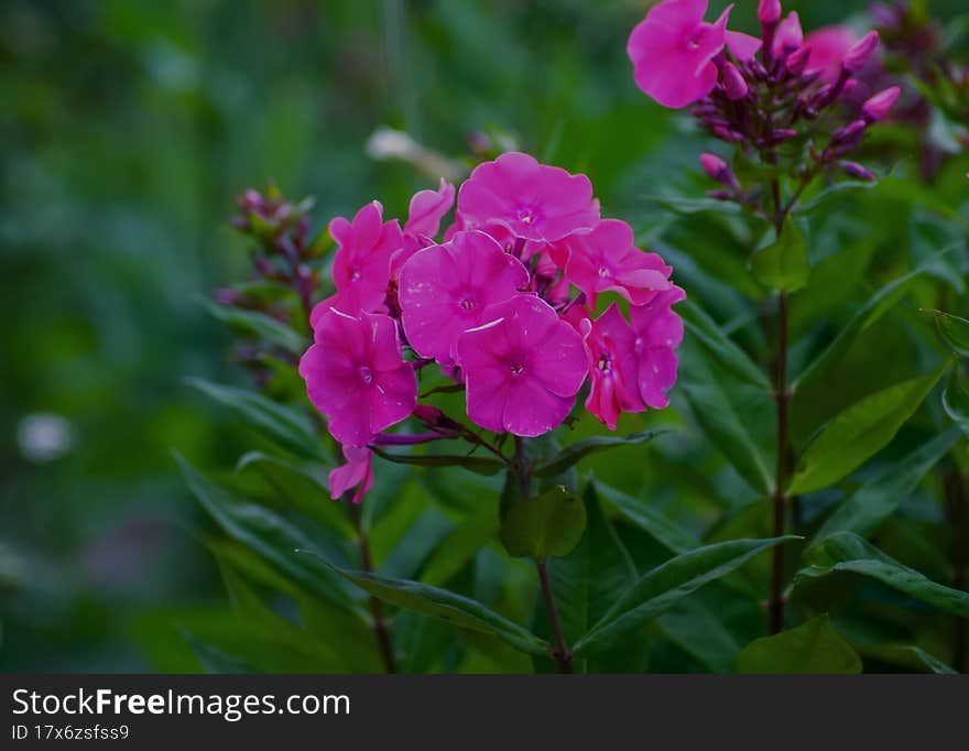 Beautiful bright flowers as a decoration of any garden or park