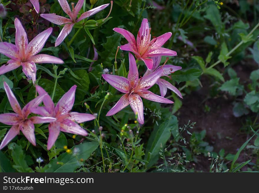 Beautiful Bright Flowers As A Decoration Of Any Garden Or Park