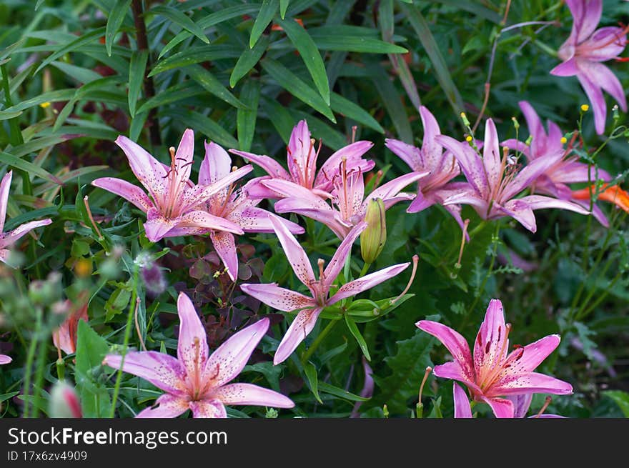 Beautiful bright flowers as a decoration of any garden or park