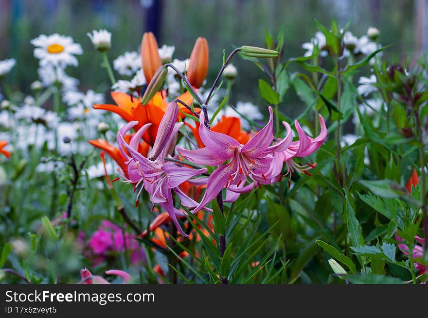 Beautiful Bright Flowers As A Decoration Of Any Garden Or Park