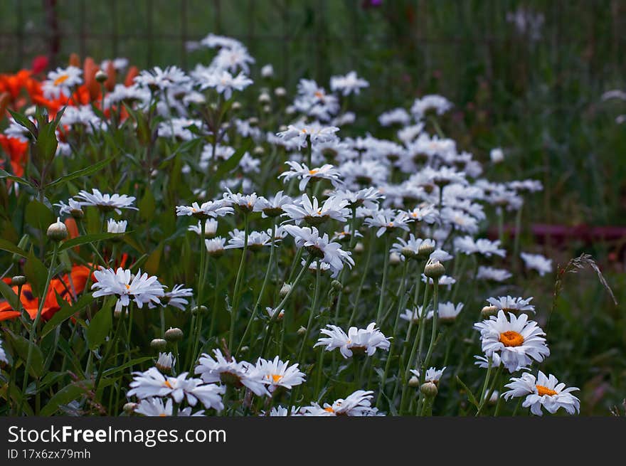 Beautiful Bright Flowers As A Decoration Of Any Garden Or Park