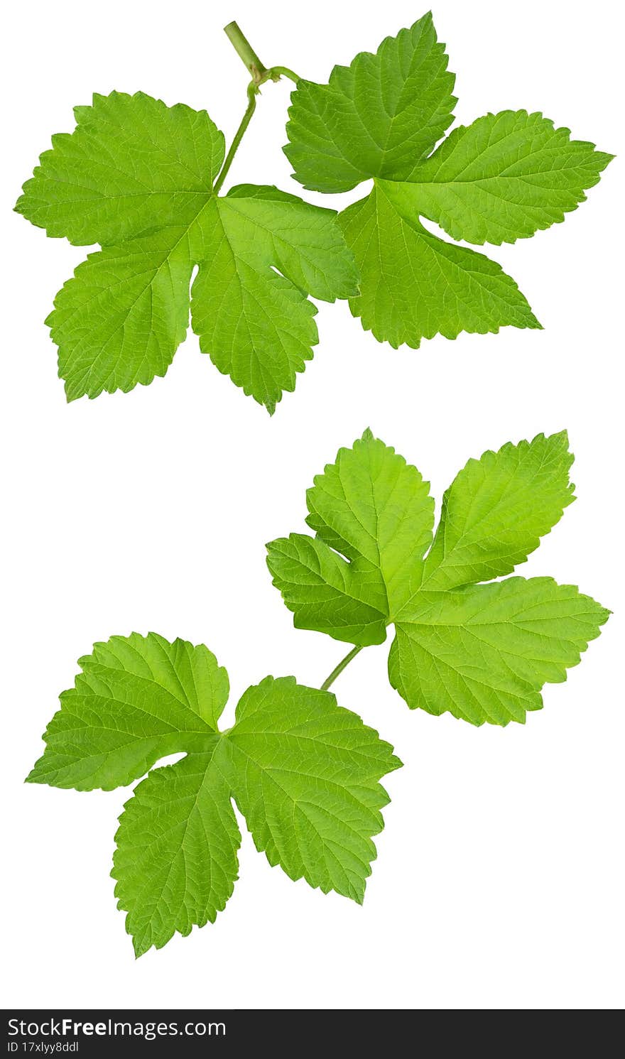 Hop branches with green leaves, for sale, advertising, floral design and decor. Isolated. Fresh hop tendrils. Fresh green hops branch , on a white background. Hop cones with leaf. Organic Hop Flowers. Hop branches with green leaves, for sale, advertising, floral design and decor. Isolated. Fresh hop tendrils. Fresh green hops branch , on a white background. Hop cones with leaf. Organic Hop Flowers