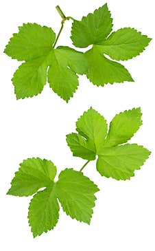 Fresh Green Hops Branch, Isolated On A White Background. Hop Cones With Leaf. Organic Hop Flowers. Close Up. Brewery Stock Image