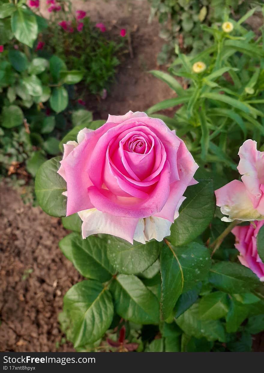 Pink Rose Blooming In The Garden