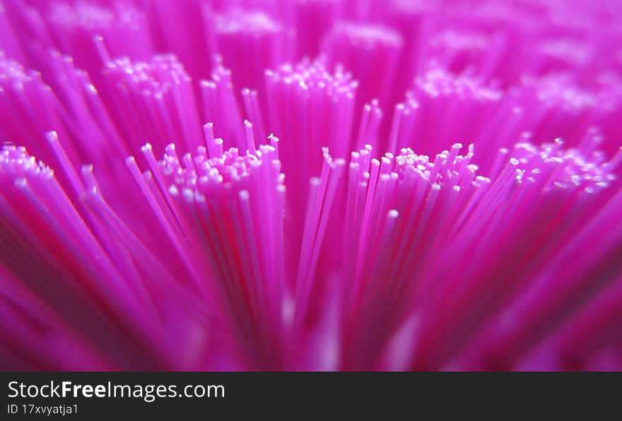 Nylon bristles of a multipurpose pink brush in close-up.