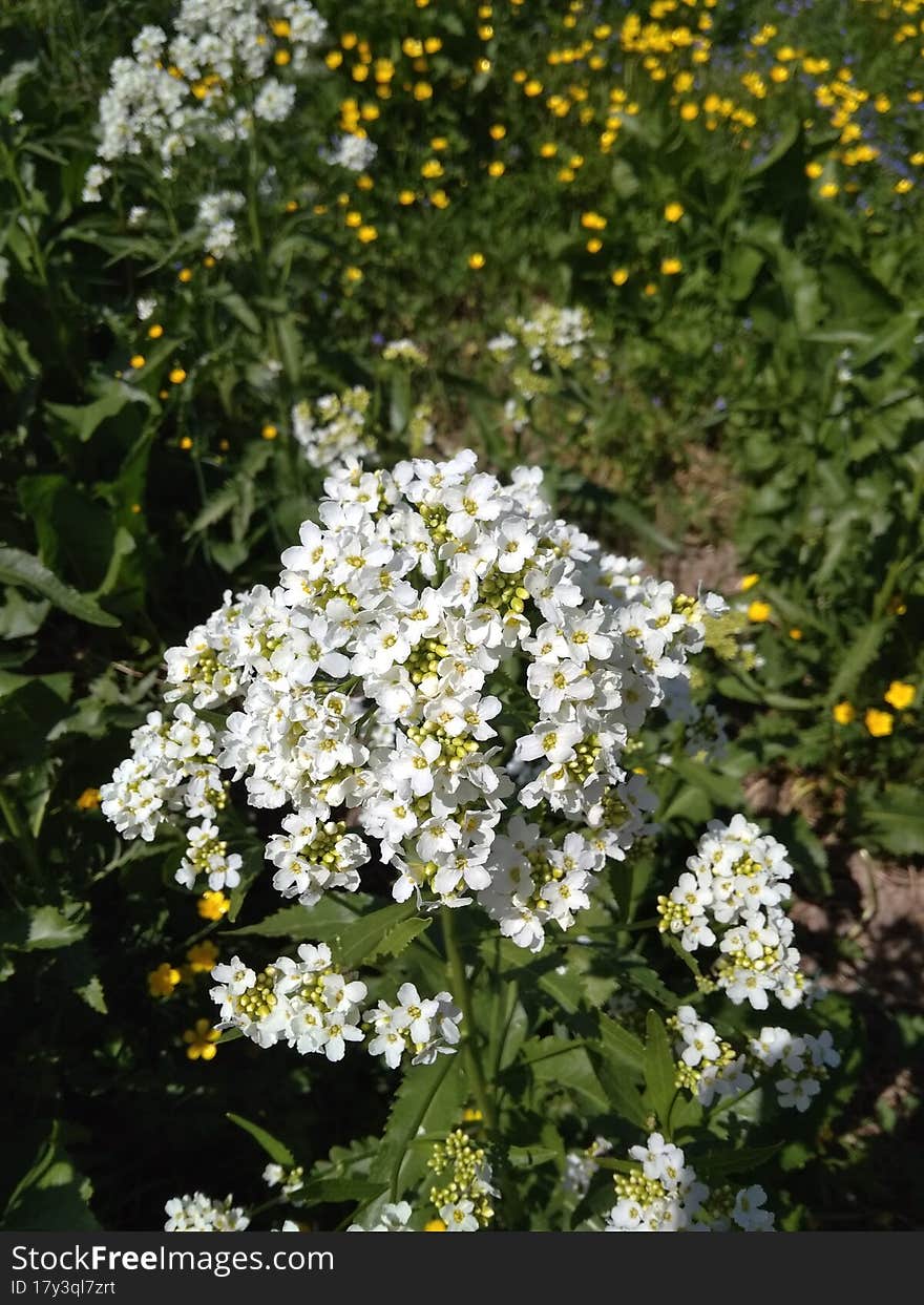 The flower of the common horseradish & x28 Armoracia rusticana P. Gaertn., B. Mey.