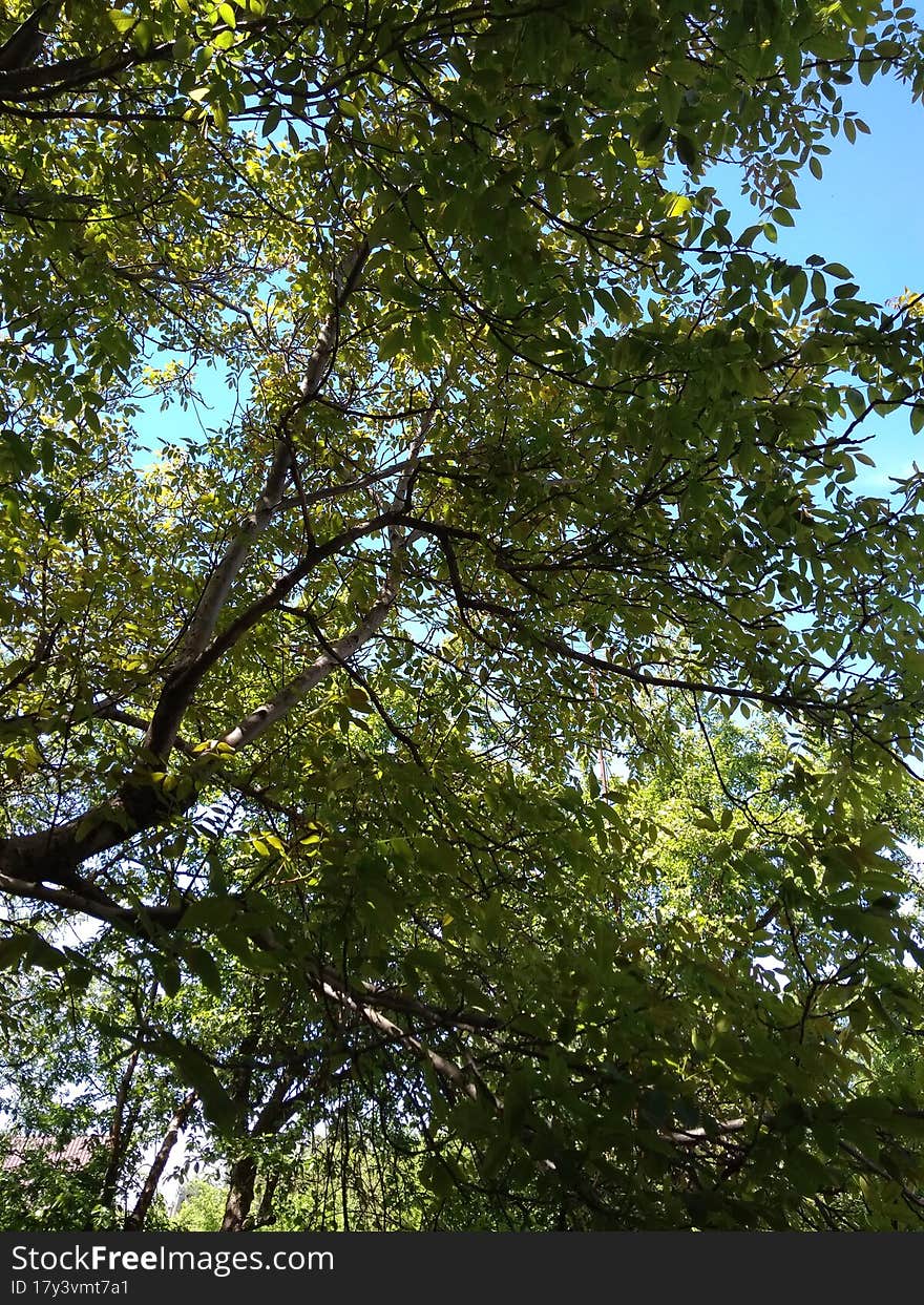 branches of garden trees obscure the sky