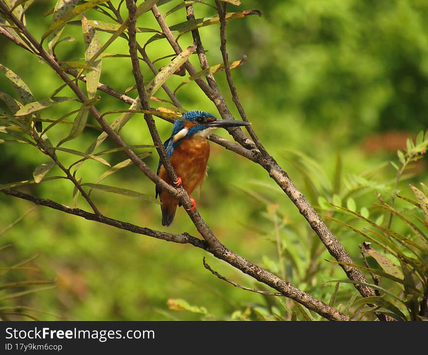 Common kingfisher perching on branch of a tree. Selective focus.