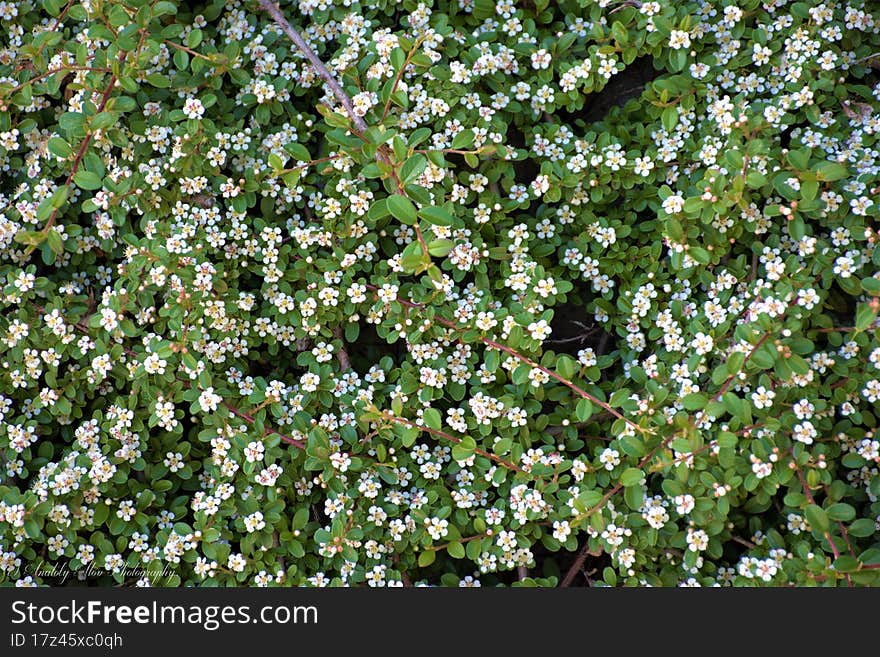 Flowering Shrub In Late Spring.