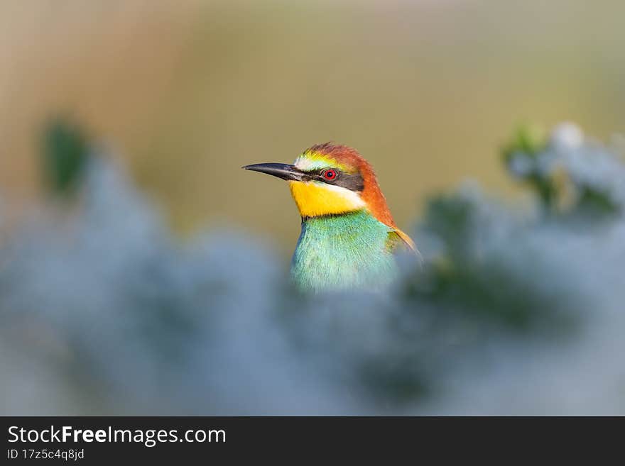 beautiful bird among a flowering tree, wild nature