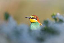 Beautiful Bird Among A Flowering Tree Stock Image