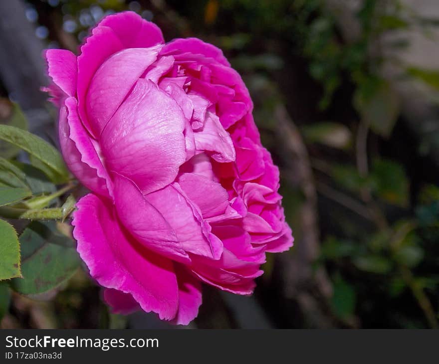 Beautiful flowers from the gardens of Brazil.