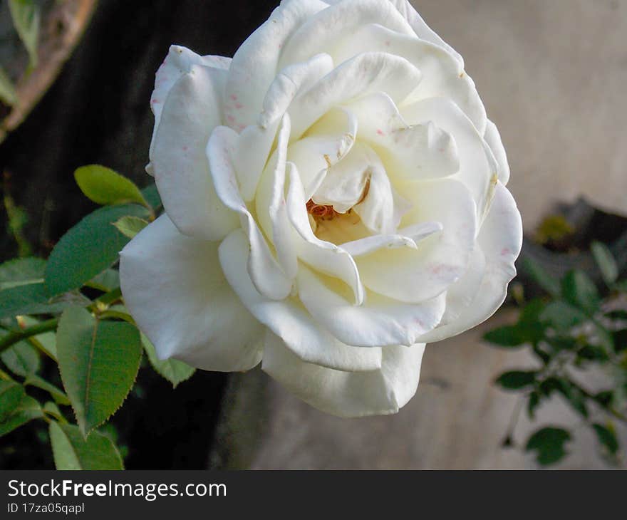 Beautiful flowers from the gardens of Brazil.