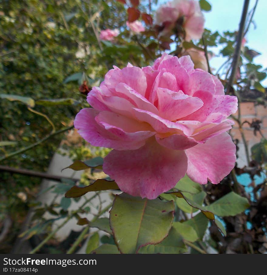 Beautiful Flowers From The Gardens Of Brazil.