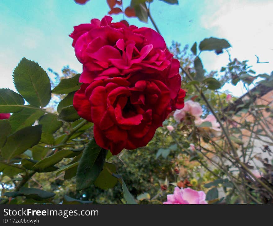 Beautiful flowers from the gardens of Brazil.