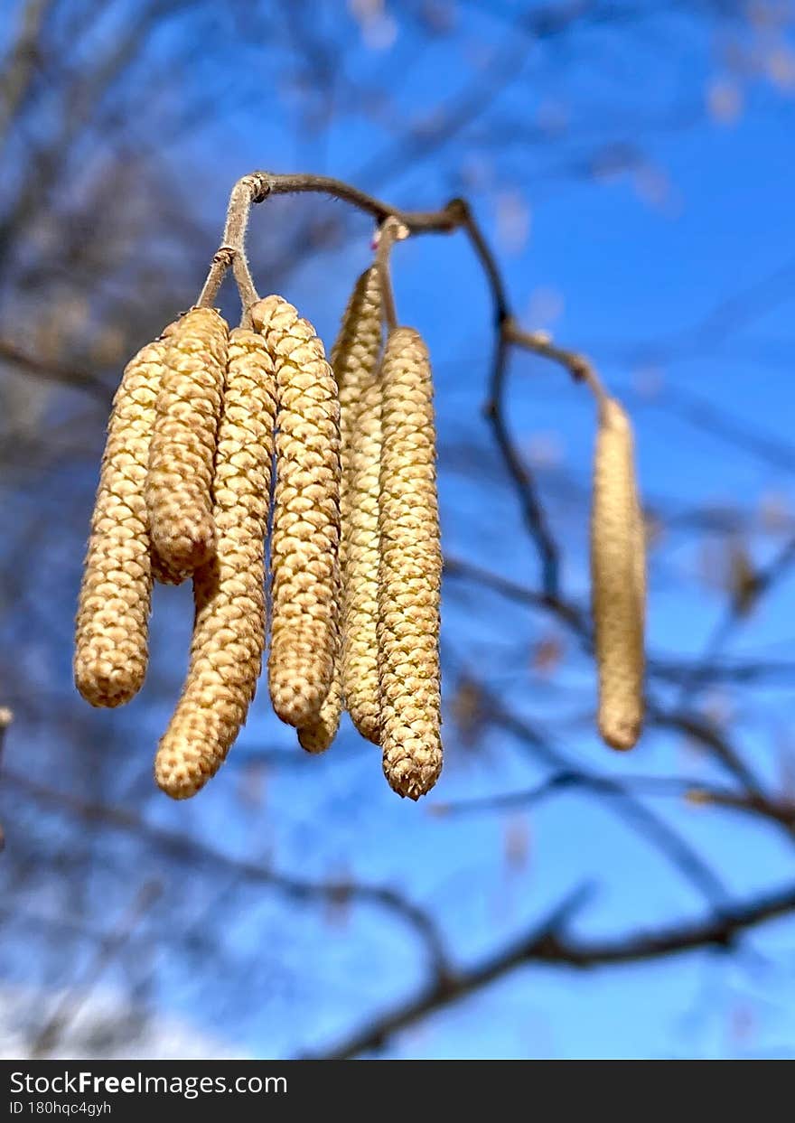 Spring earrings on a tree against the blue sky