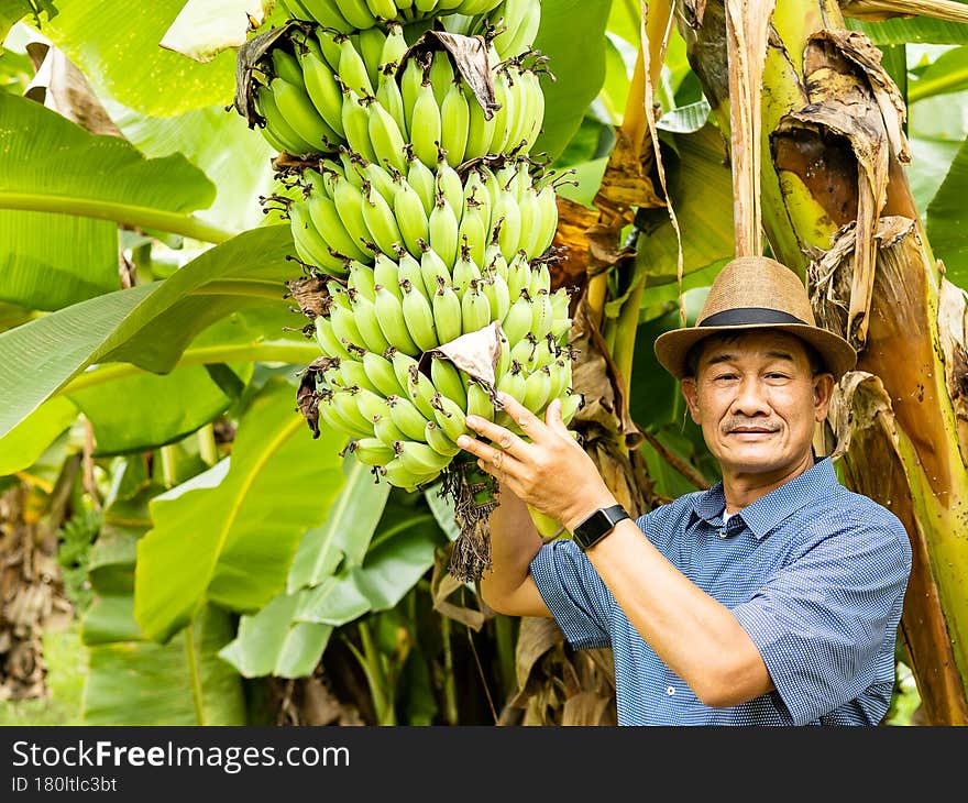 Gardener and bananas on banana tree in the garden