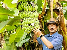 Gardener And Bananas On Banana Tree Royalty Free Stock Photos