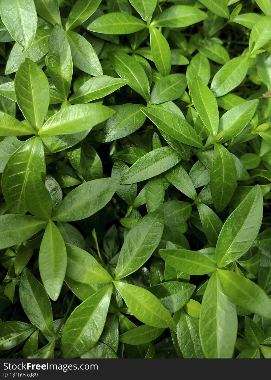 Background Of Green Leaves In The Garden