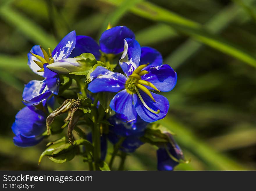 Blue Wild flower  : sri lanka