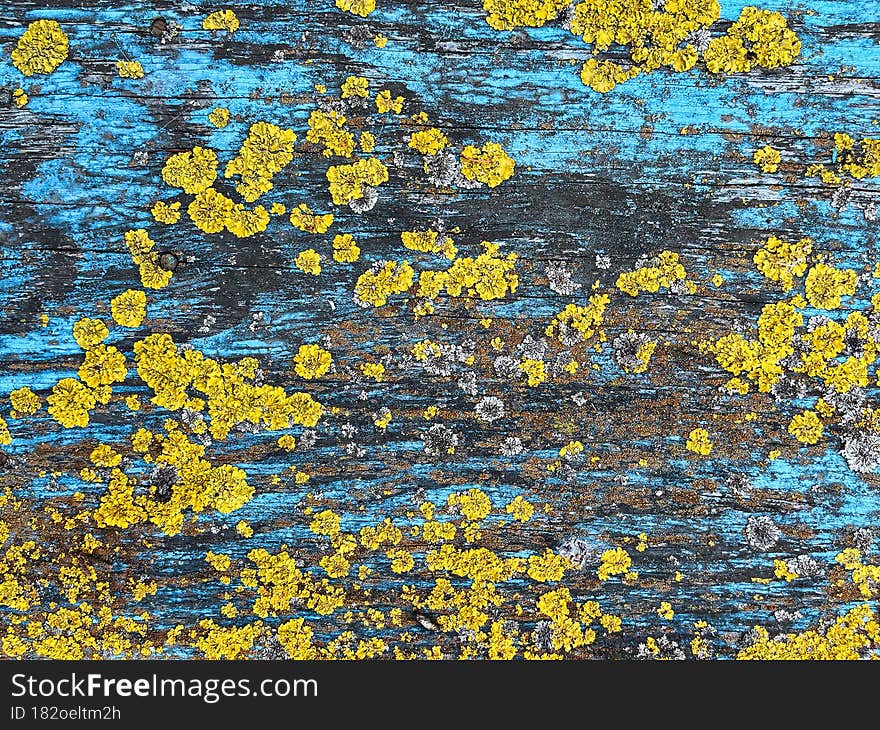 lichens and moss on an old wooden blue board.
