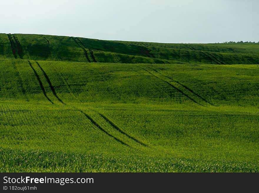 Agro-industrial complex for the cultivation of cereals, wheat, rye, corn and barley. The use of low-quality and non-natural fertilizers for the sowing campaign. Poor harvest and the threat of famine