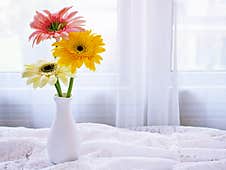 Yellow Gerbera Jamesonii Daisy Flower In Vase On Table ,Barberton Transvaal Daisy Copy Space For Text Or Lettering Flower In Ce Stock Photo