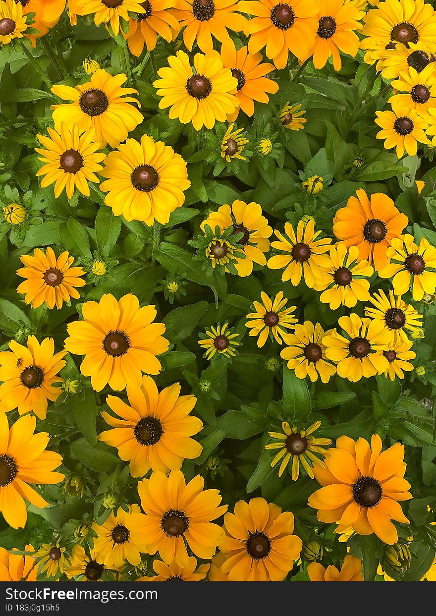 Bright Yellow Flowers Full Screen Mobile Photography