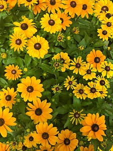 Bright Yellow Flowers Full Screen Stock Image