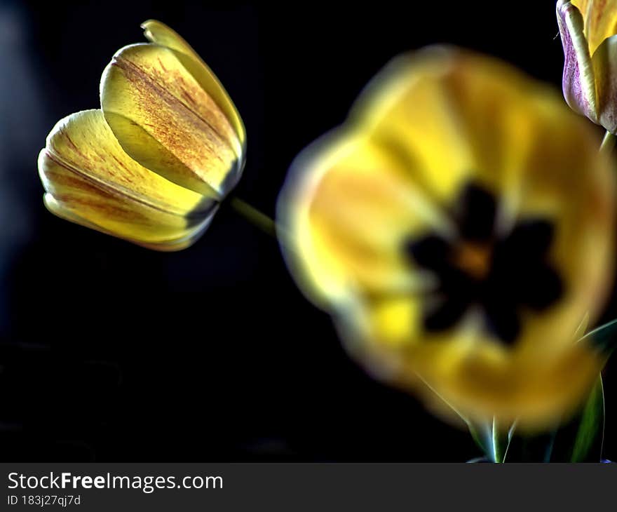 Yellow tulips in a vase on a table on a dark background