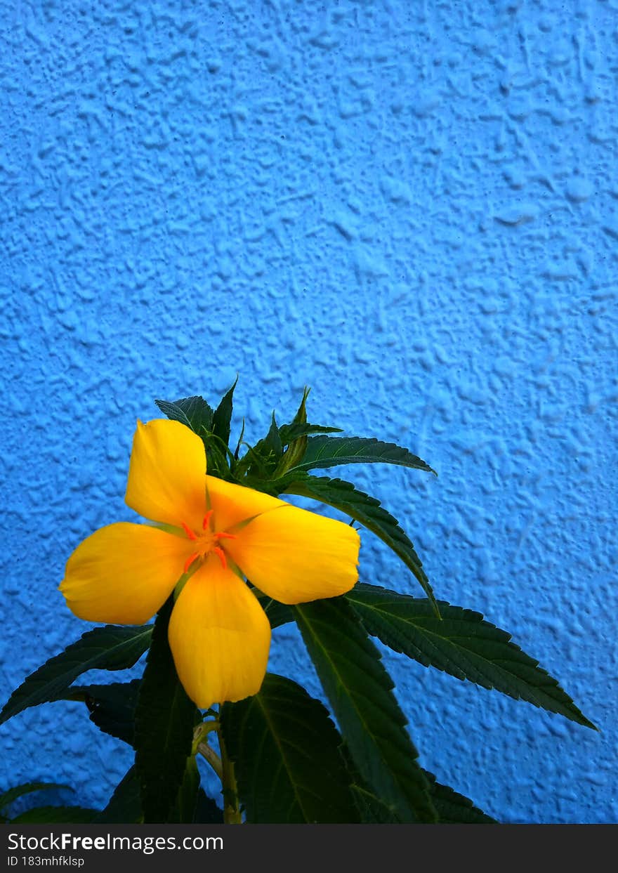 Yellow Flower With Blue Wall Background And Copy Space