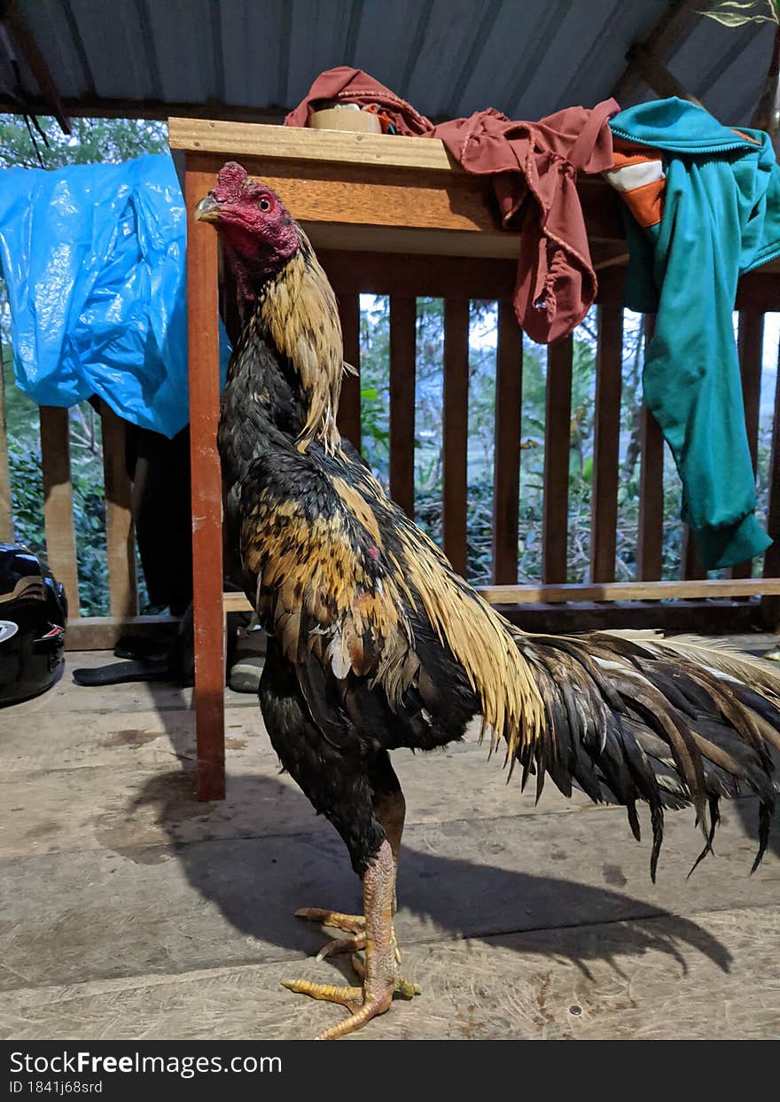 brave rooster. is a decorative chicken