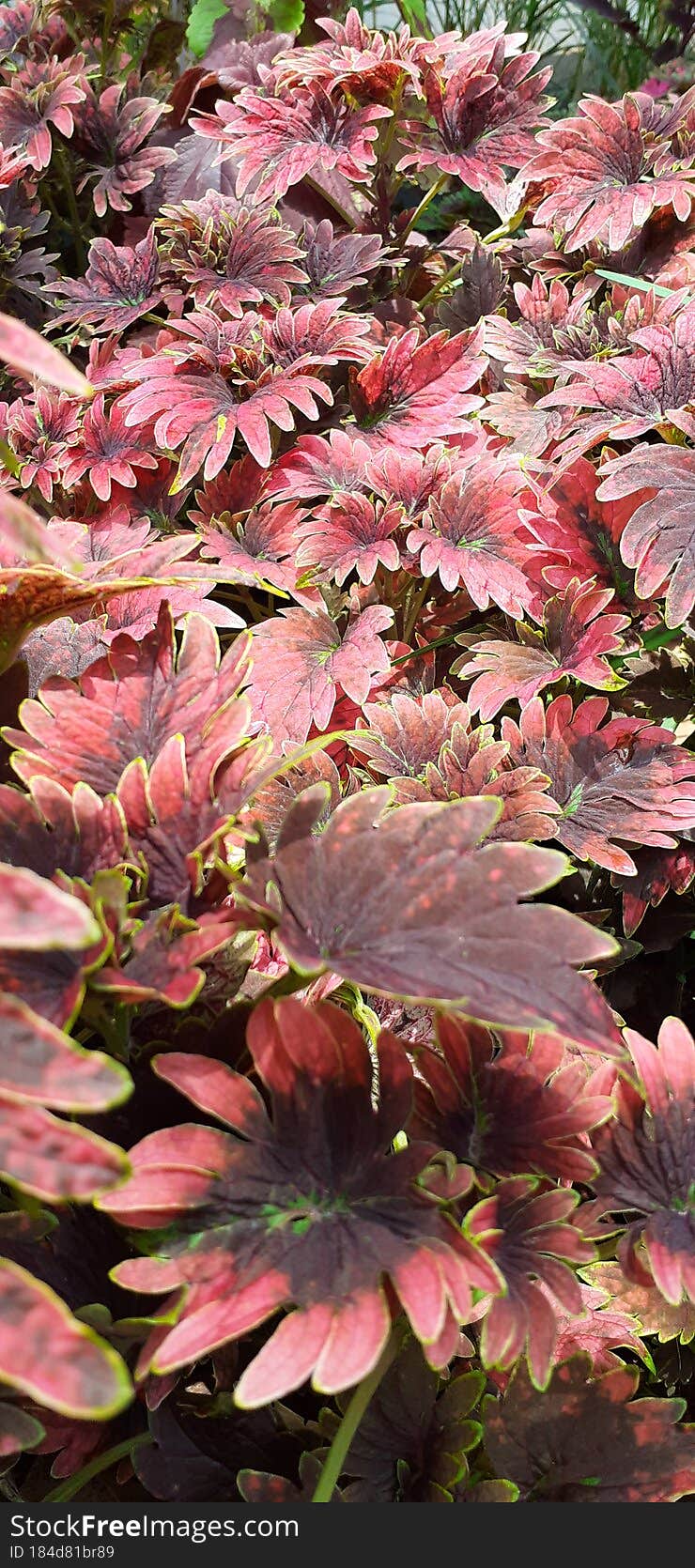 Garden is filled with reddish lovely leaves!, that can make the flowers too unseen!